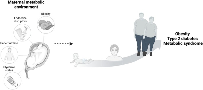 Maternal Nutritional Environment and the Development of the Melanocortin System.