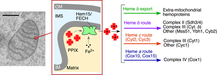Mechanisms of heme transport in the mitochondria.