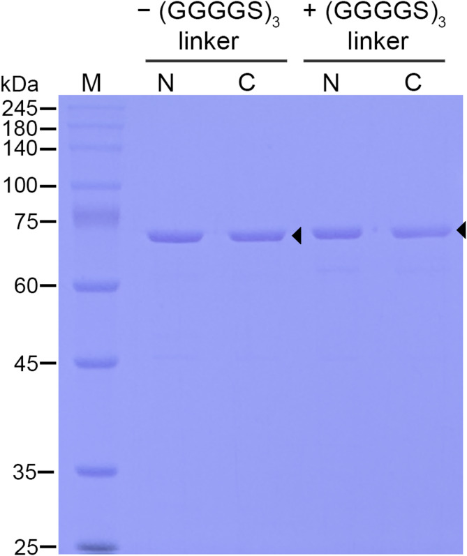 Degradation of beechwood xylan using food-grade bacteria-like particles displaying β-xylosidase from Limosilactobacillus fermentum.