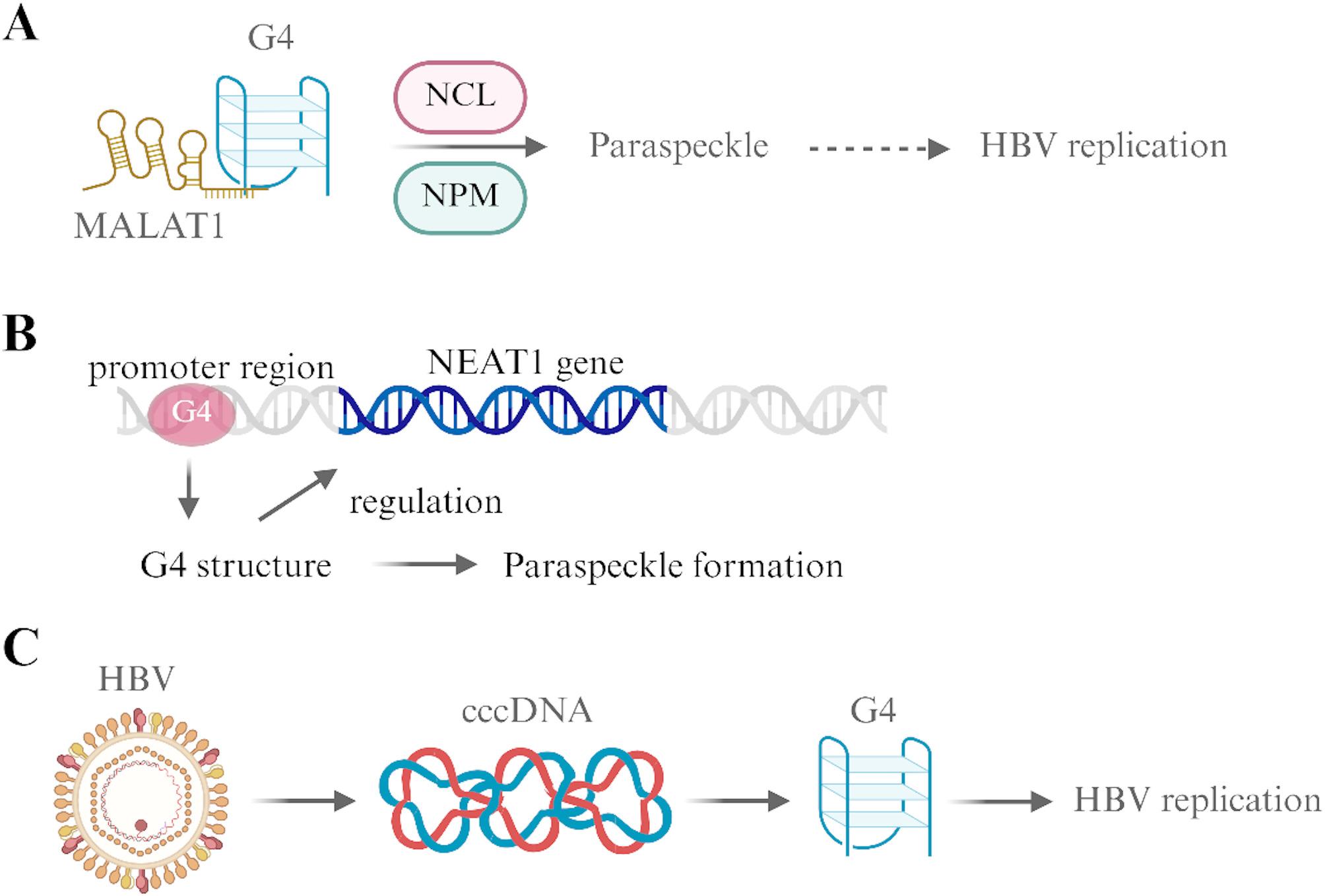 Perspectives on NcRNAs in HBV/cccDNA-driven HCC progression.