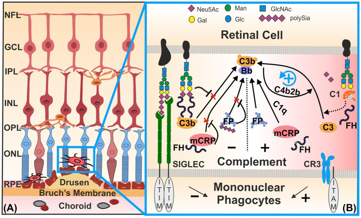 Sialylation as a checkpoint for inflammatory and complement-related retinal diseases.
