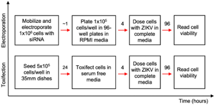 Antiviral siRNA delivered using attenuated, anthrax toxin protects cells from the cytopathic effects of Zika virus.
