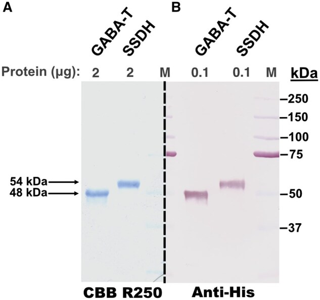 Cost-effective production of <i>Escherichia coli</i> "GABase" for spectrophotometric determination of γ-aminobutyrate (GABA) levels or glutamate decarboxylase activity.