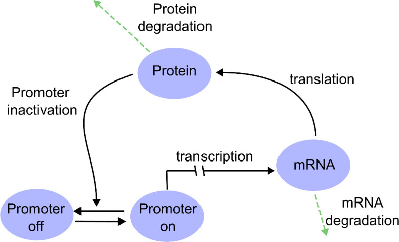 Efficient approximations of transcriptional bursting effects on the dynamics of a gene regulatory network.
