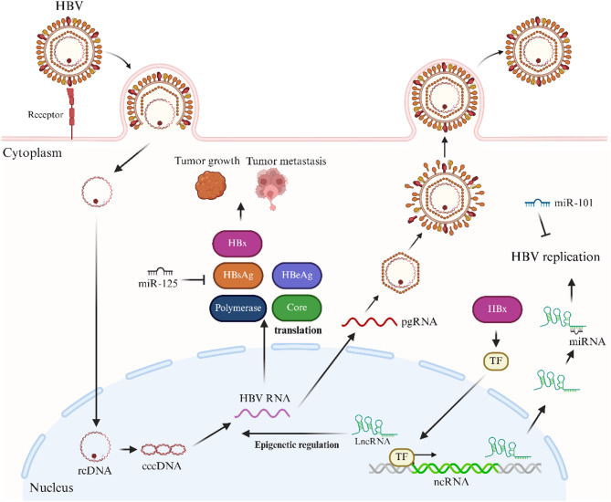 Perspectives on NcRNAs in HBV/cccDNA-driven HCC progression.