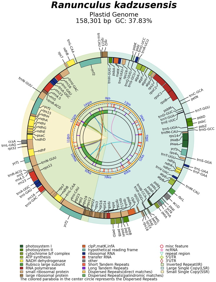 The complete chloroplast genome sequence and phylogenetic analysis of <i>Ranunculus kadzusensis</i> Makino 1929, an endangered species in Korea.