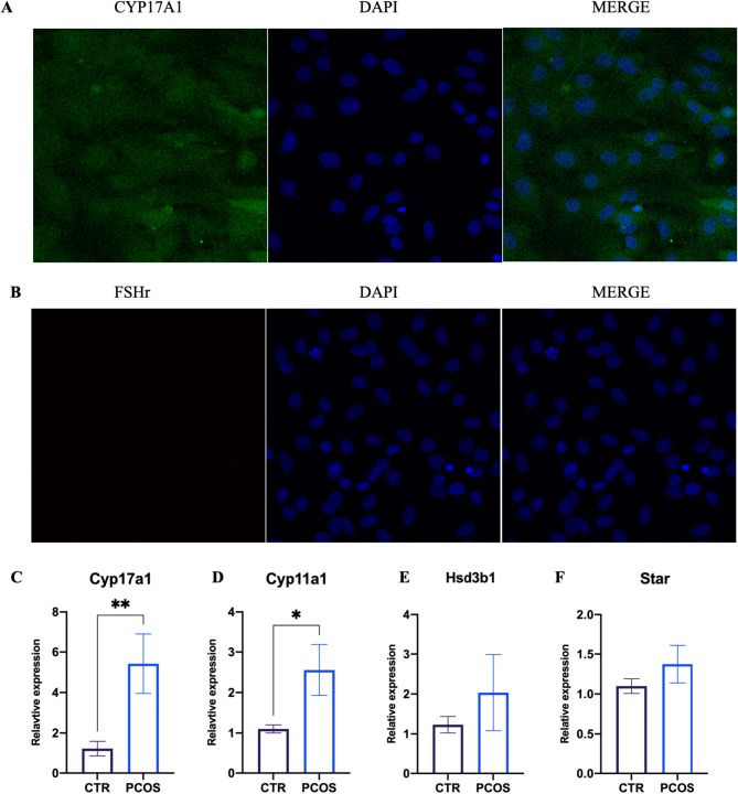 Transcriptomic analysis of theca cells in a PCOS rat model: insights into follicular development.