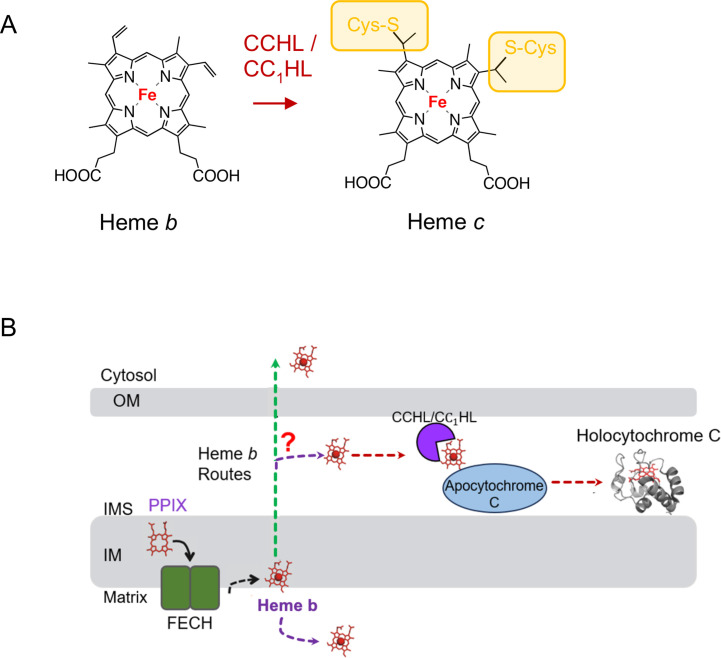 Mechanisms of heme transport in the mitochondria.