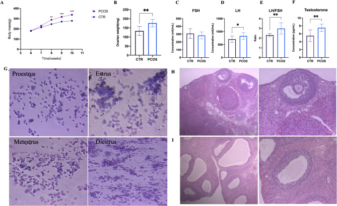 Transcriptomic analysis of theca cells in a PCOS rat model: insights into follicular development.
