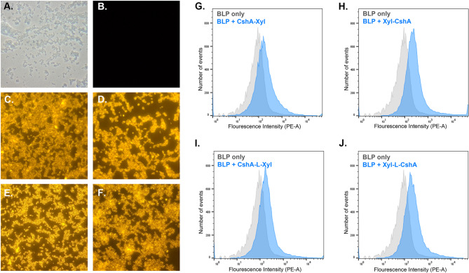Degradation of beechwood xylan using food-grade bacteria-like particles displaying β-xylosidase from Limosilactobacillus fermentum.