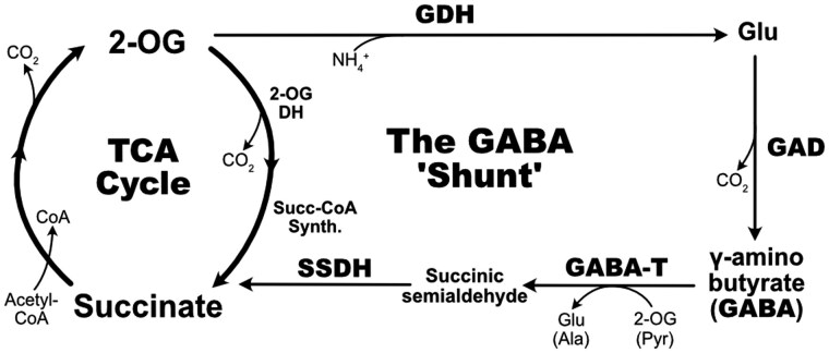 Cost-effective production of <i>Escherichia coli</i> "GABase" for spectrophotometric determination of γ-aminobutyrate (GABA) levels or glutamate decarboxylase activity.