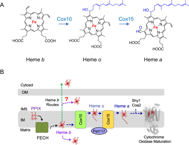 Mechanisms of heme transport in the mitochondria.