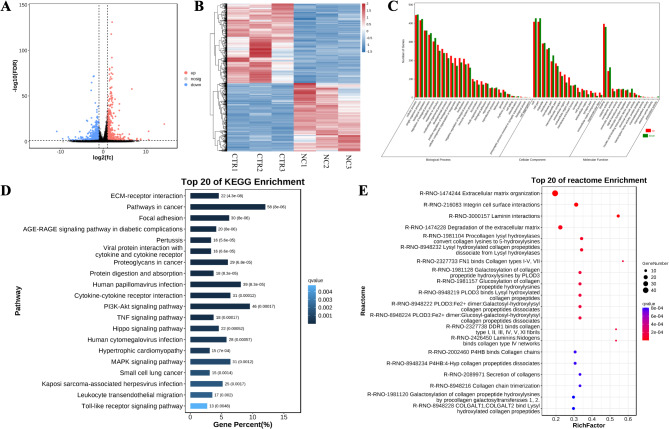 Transcriptomic analysis of theca cells in a PCOS rat model: insights into follicular development.