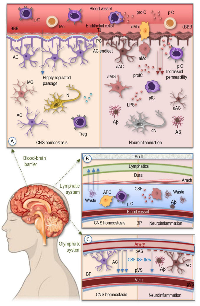 Bridging the brain and gut: neuroimmune mechanisms of neuroinflammation and therapeutic insights.