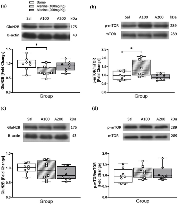 Repeated administration of L-alanine to mice reduces behavioural despair and increases hippocampal mammalian target of rapamycin signalling: Analysis of gender and metabolic effects.