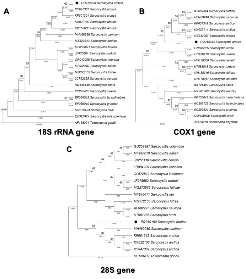 First molecular detection of Sarcocystis arctica (Apicomplexa: Sarcocystidae) infecting crab-eating raccoon (Procyon cancrivorus) in Brazil.