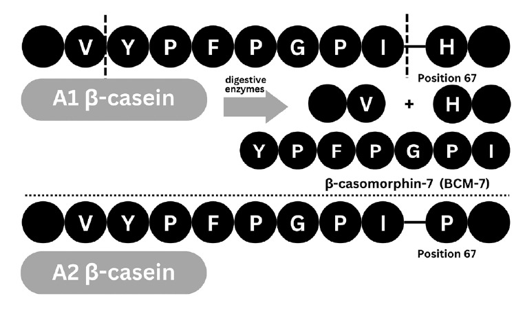 Effect of β-casein A2 cow milk supplementation on physical growth, inflammation, growth-related hormones, and nutritional biomarkers in stunted children.