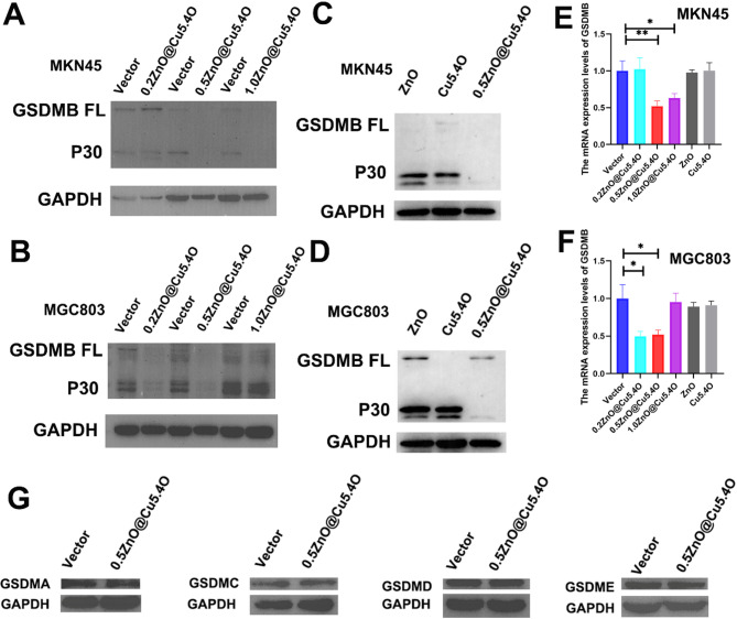 0.5ZnO@Cu5.4O nanoparticle for regulates the expression of GSDMB and targeted therapy of tumor.