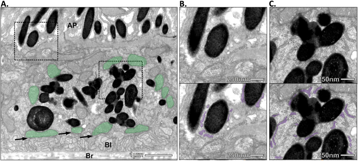 Identification of ER:Melanosome Membrane Contact Sites in the Retinal Pigment Epithelium.