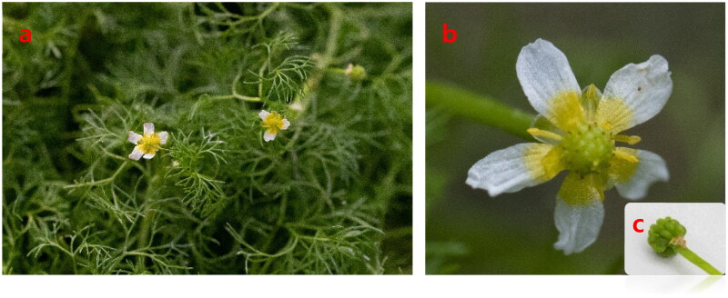 The complete chloroplast genome sequence and phylogenetic analysis of <i>Ranunculus kadzusensis</i> Makino 1929, an endangered species in Korea.