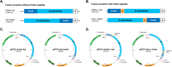 Degradation of beechwood xylan using food-grade bacteria-like particles displaying β-xylosidase from Limosilactobacillus fermentum.