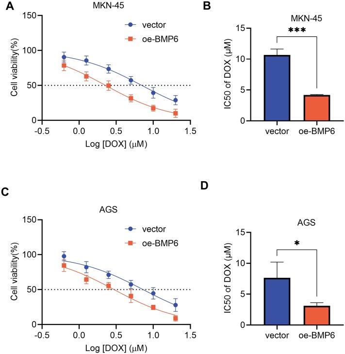BMP6 ubiquitination mediated by SMURF1 suppresses ferroptosis and diminishes sensitivity to doxorubicin in gastric cancer.