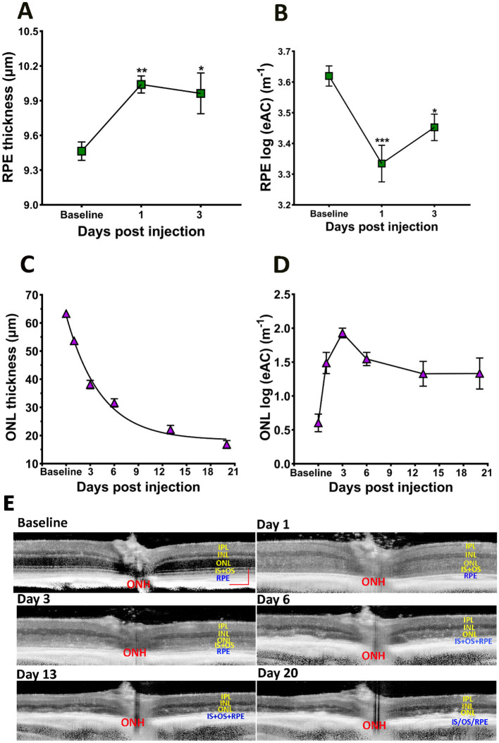 Evaluation of retinal structure changes with AI-based OCT image segmentation for sodium iodate induced retinal degeneration.