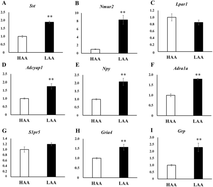 Candidate Anxiety-Related Genes in the Hippocampus of Hatano Male Rats: Anxiolytic Action of Neuromedin U in the Hippocampus.