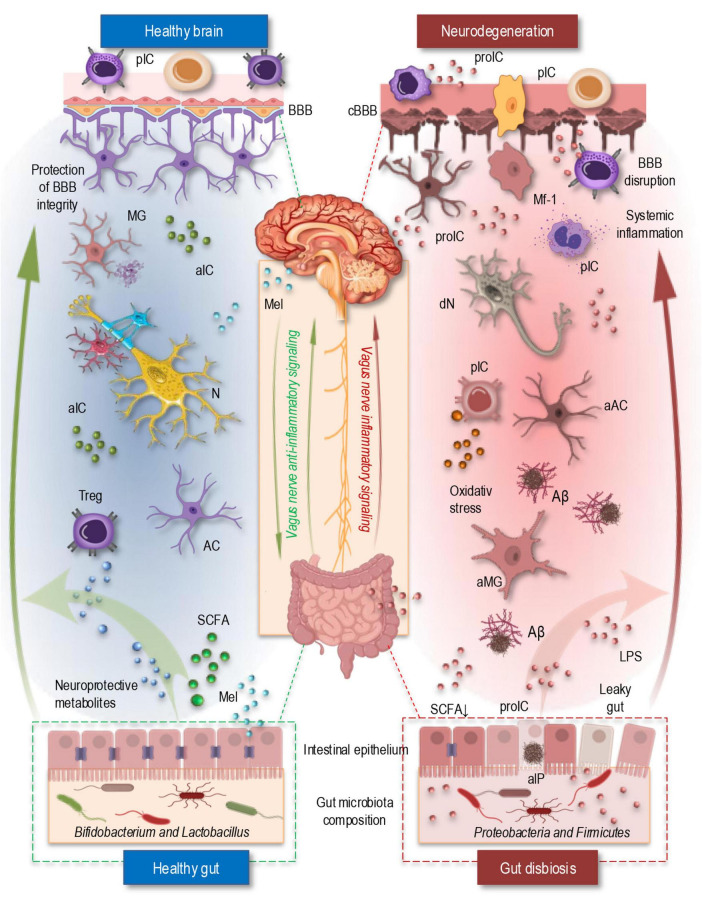 Bridging the brain and gut: neuroimmune mechanisms of neuroinflammation and therapeutic insights.