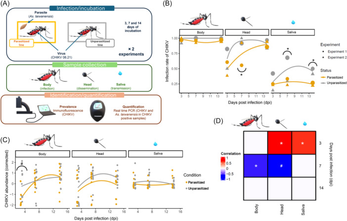 A major entomoparasite interferes with the chikungunya virus transmission by <i>Aedes albopictus</i>.
