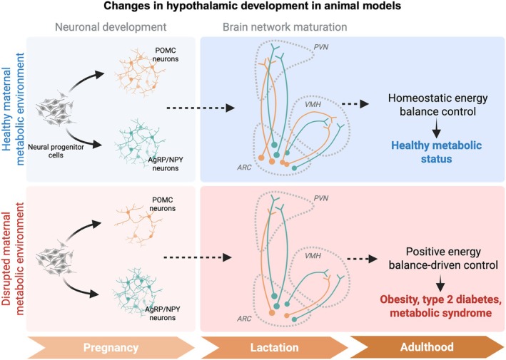 Maternal Nutritional Environment and the Development of the Melanocortin System.