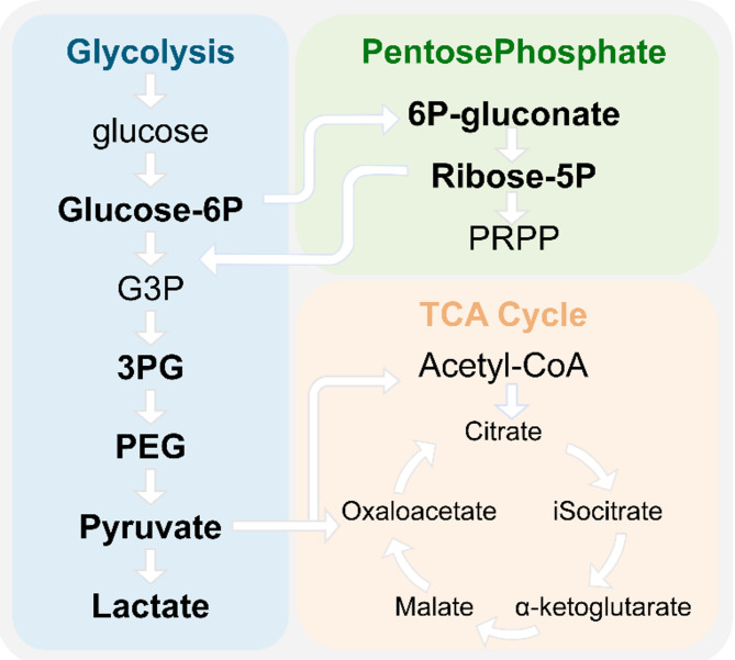 The relationship between abnormal glucose metabolism and chronic pain.