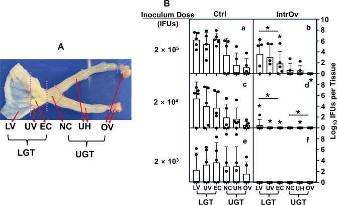 Infectivity of a pathogenicity-attenuated <i>Chlamydia muridarum</i> mutant in the genital tract.