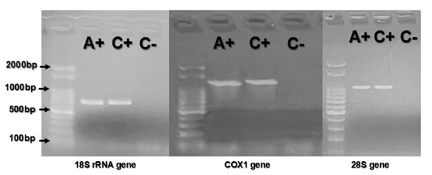 First molecular detection of Sarcocystis arctica (Apicomplexa: Sarcocystidae) infecting crab-eating raccoon (Procyon cancrivorus) in Brazil.