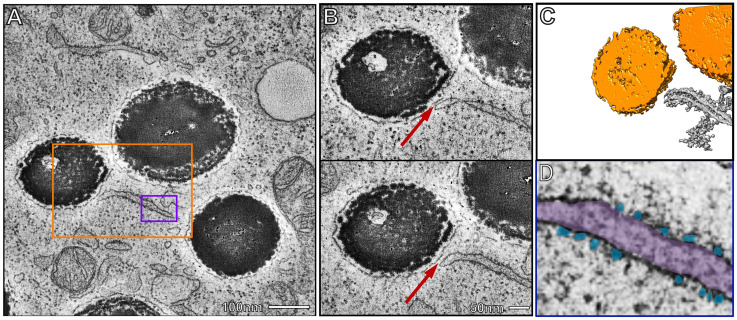 Identification of ER:Melanosome Membrane Contact Sites in the Retinal Pigment Epithelium.