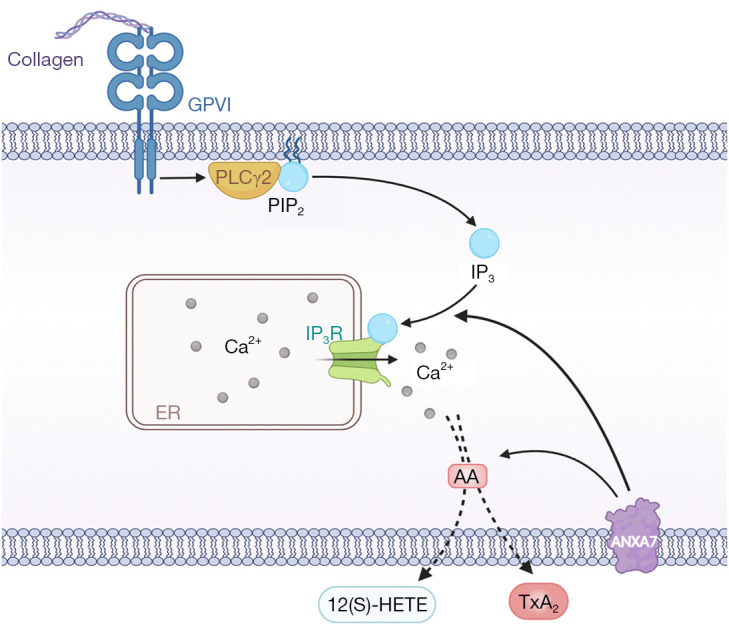 Role of annexin A7 in the occurrence and progression of coronary atherosclerosis: a narrative review.