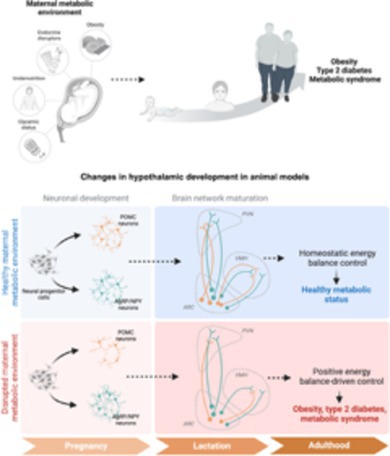 Maternal Nutritional Environment and the Development of the Melanocortin System.