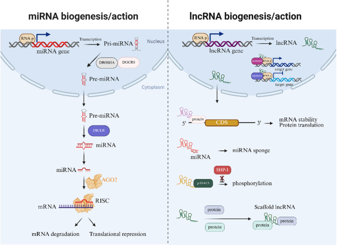 Perspectives on NcRNAs in HBV/cccDNA-driven HCC progression.