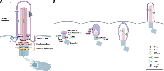 Cilia at the crossroad: convergence of regulatory mechanisms to govern cilia dynamics during cell signaling and the cell cycle.