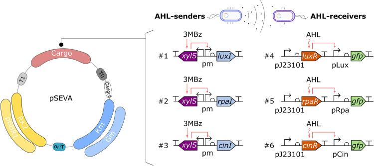 Standardized Quorum Sensing Tools for Gram-Negative Bacteria.