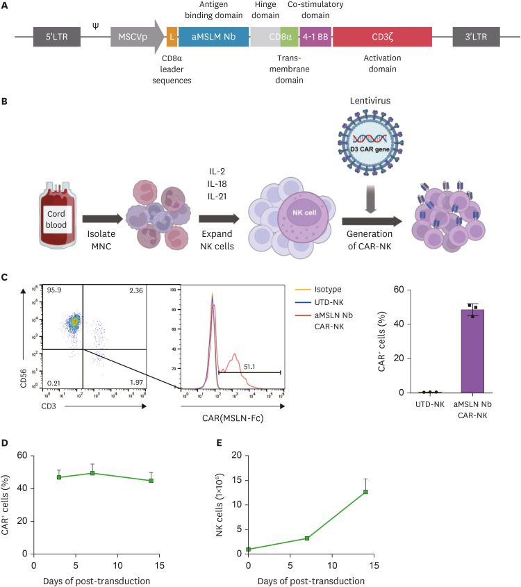 Nanobody-Based CAR NK Cells for Possible Immunotherapy of Mesothelin<sup>+</sup> Tumors.