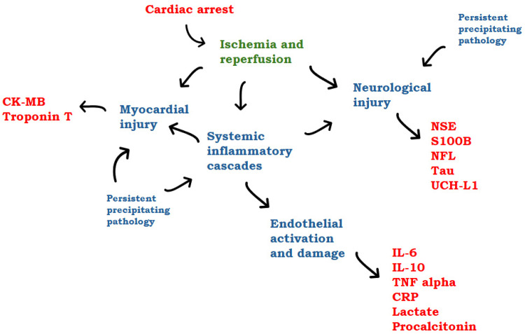 Biomarkers in Cardiac Arrest: A Narrative Review.