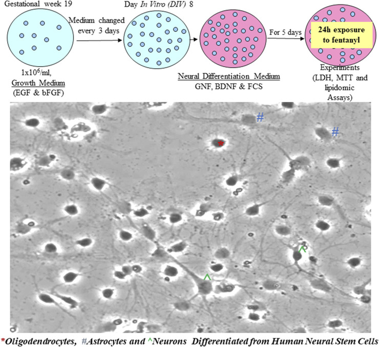 Assessing the developmental effects of fentanyl and impacts on lipidomic profiling using neural stem cell models.
