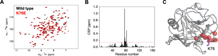A Disease-Associated Mutation Impedes PPIA through Allosteric Dynamics Modulation