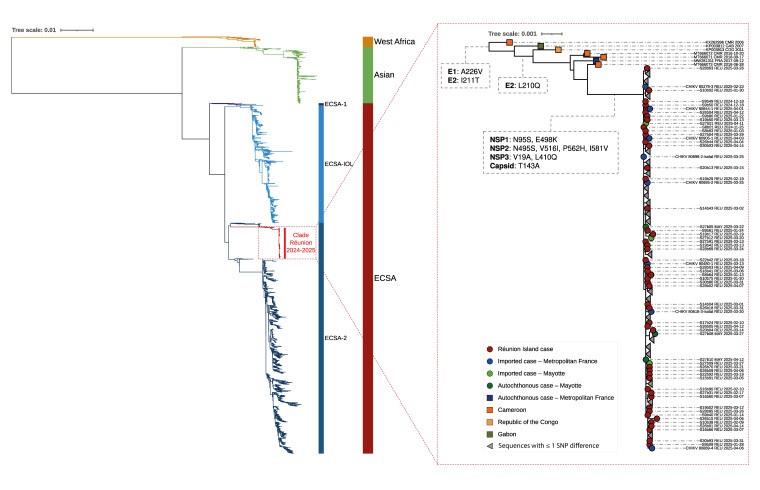 Genomic insights into the re-emergence of chikungunya virus on Réunion Island, France, 2024 to 2025.
