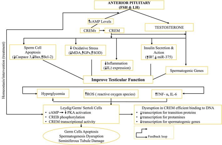 Potential Role of CREM in Diabetes-Associated Testicular Dysfunction: Current Evidence and Future Perspectives.