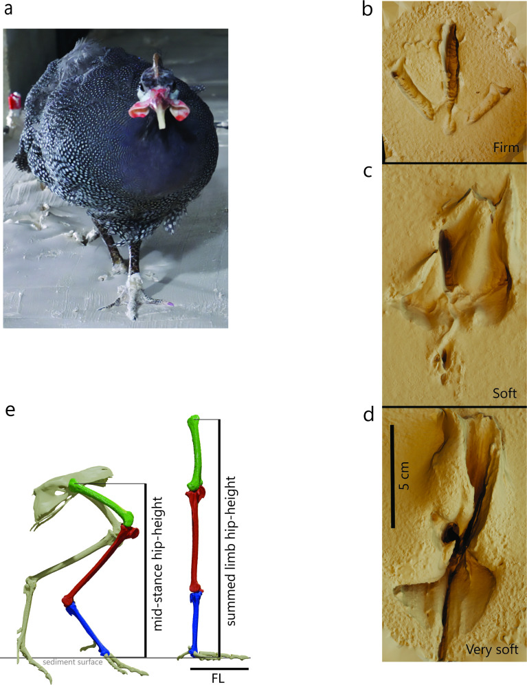 Speed from fossil trackways: calculations not validated by extant birds on compliant substrates.