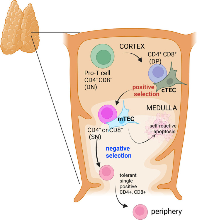 Thymic hyperplasia in myasthenia gravis: a narrative review.
