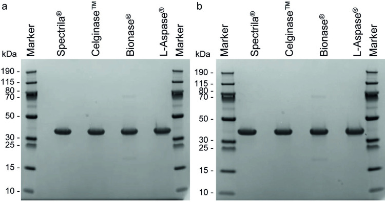 Physicochemical quality assessment of four asparaginases.