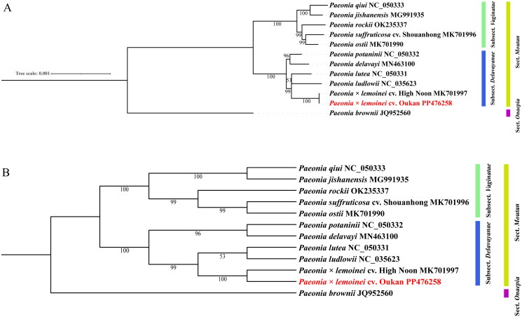 The chloroplast genome of the allotriploid, <i>Paeonia × lemoinei</i> cv. Oukan, and its phylogenetic implications.